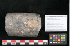 Foto (Objekt + Etikett) von Calamites communis Ettingshausen (NHMW-GEO-2024-0188-10966)